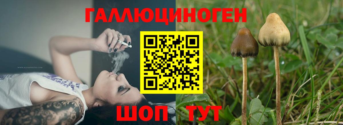 Галлюциногенные грибы прущие грибы  Вход с VPN  Губаха 